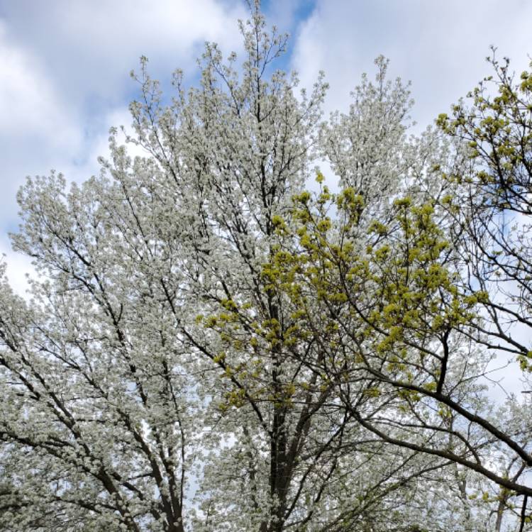 Plant image Pyrus calleryana 'Bradford'