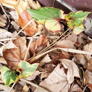 Houttuynia cordata 'Chameleon' syn. Houttuynia cordata 'Court Jester', Houttuynia cordata 'Flame', Houttuynia cordata 'Tricolour', Houttuynia cordata 'Variegata', Houttuynia foetida