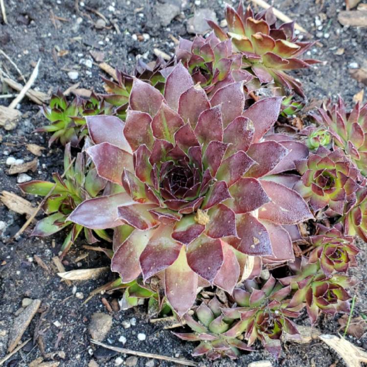 Plant image Sempervivum Emerald Giant