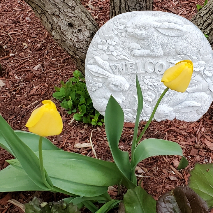 Plant image Tulipa 'Golden Apeldoorn'