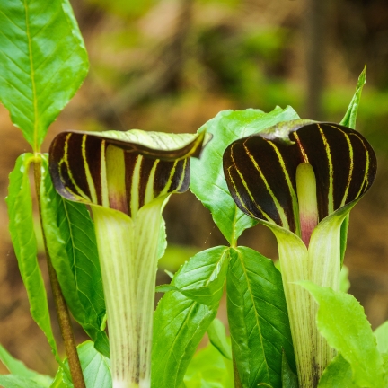 Plant image Arisaema triphyllum