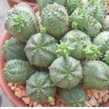 Euphorbia globosa