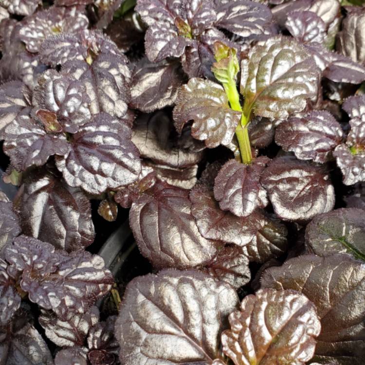 Plant image Ajuga reptans 'Binblasca' syn. Ajuga reptans 'Black Scallop'