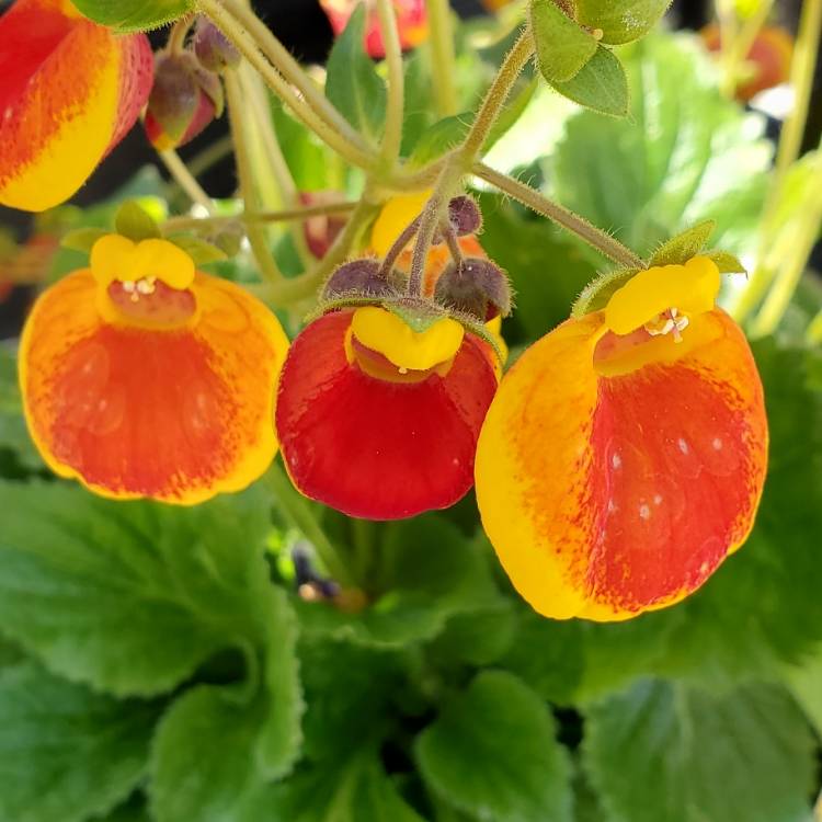 Plant image Calceolaria