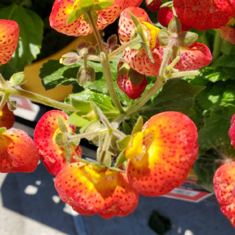 Plant image Calceolaria