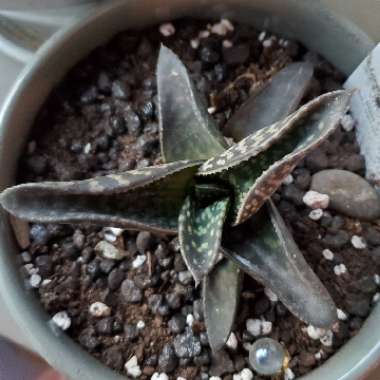 x Gasteraloe 'Tiki'