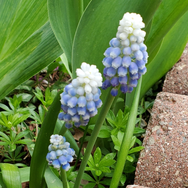 Plant image Muscari aucheri 'Ocean Magic'