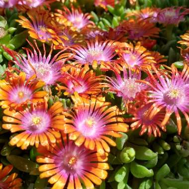 Delosperma 'Fire spinner'