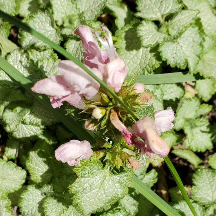 Plant image Lamium Maculatum 'White Nancy'