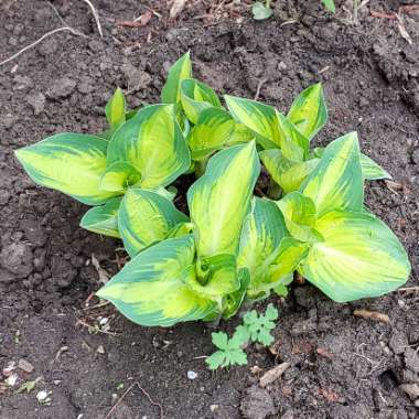 Hosta (Tardiana Group) 'June'