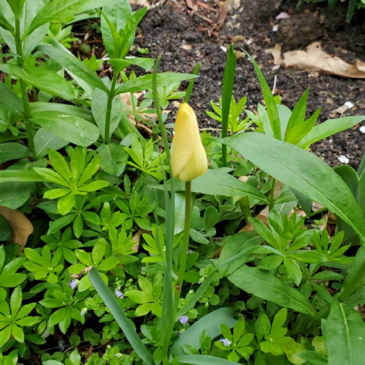 Plant image Tulipa linifolia (Batalinii Group) 'Bronze Charm' syn. Tulipa 'Bronze Charm'