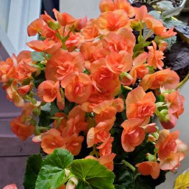 Begonia x hiemalis 'Elatior'