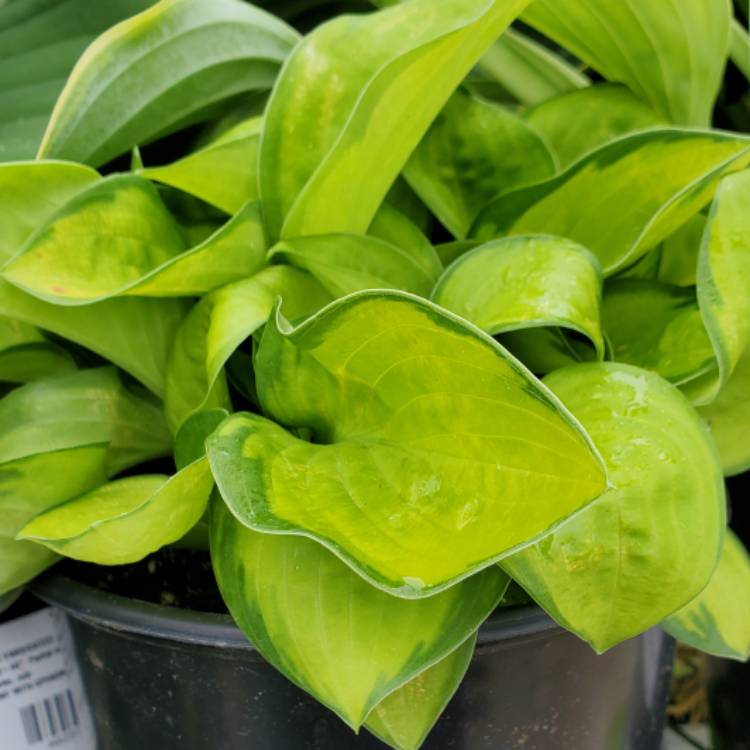 Plant image Hosta 'Rainforest Sunrise'