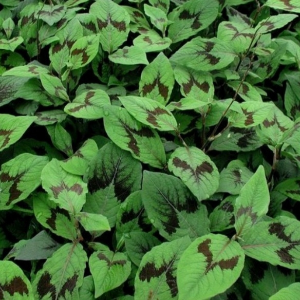 Plant image Persicaria virginiana 'Lance Corporal'