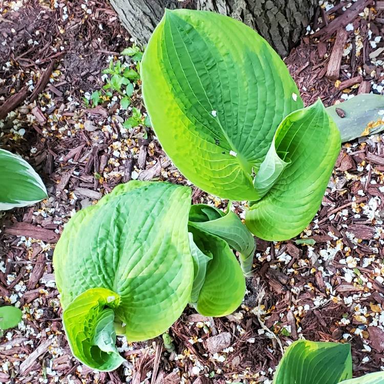 Plant image Hosta 'Old Glory'