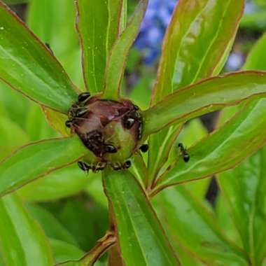 Paeonia lactiflora 'Lotus Queen'