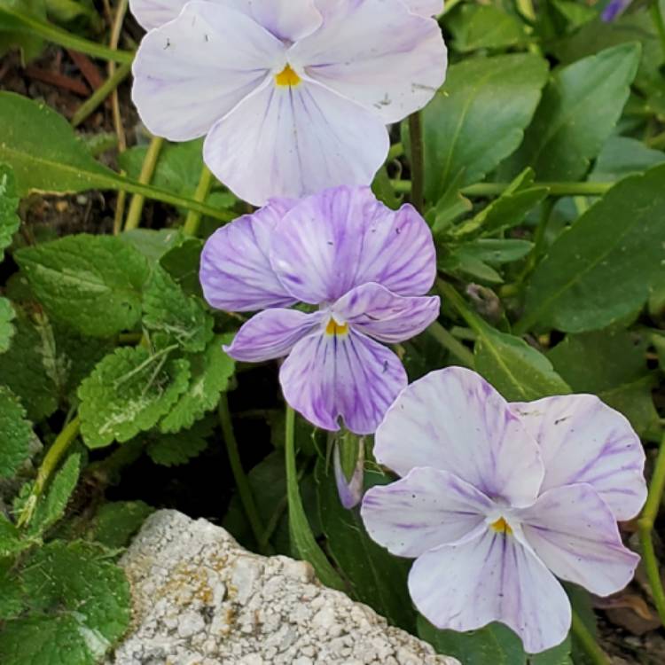 Plant image Viola 'Columbine'