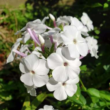 Phlox paniculata