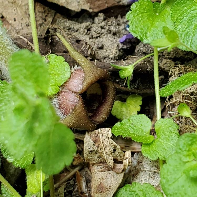 Plant image Asarum canadense