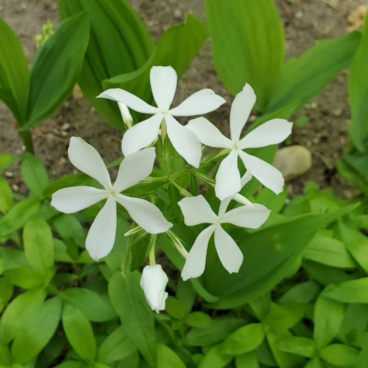 Plant image Phlox divaricata 'May Breeze'