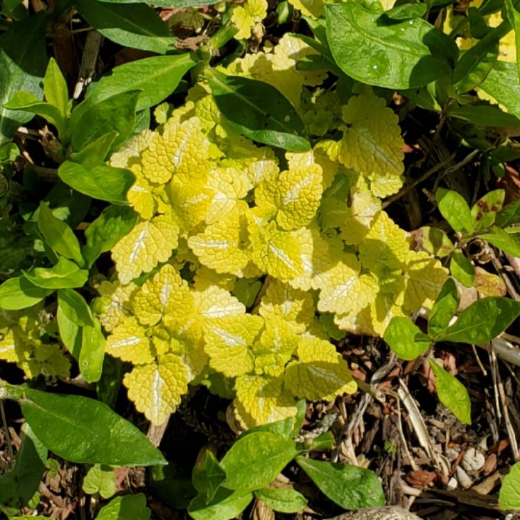 Plant image Lamium