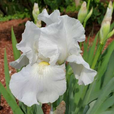 Iris x germanica 'Immortality'