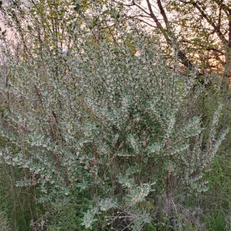 Plant image Elaeagnus angustifolia