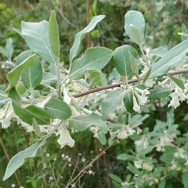 Plant image Elaeagnus angustifolia