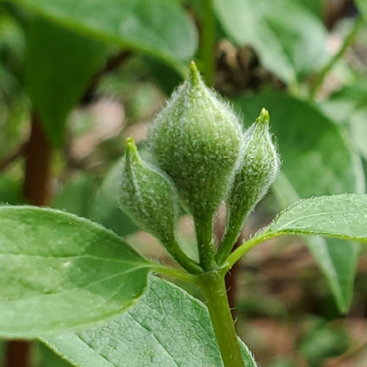 Plant image Philadelphus 'Natchez'