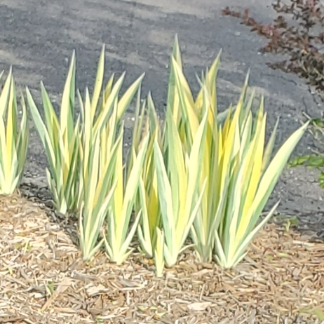 Plant image Iris Pallida 'Albo-variegata' syn. Argentea Variegata'