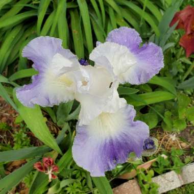 Iris x germanica 'Clarence'