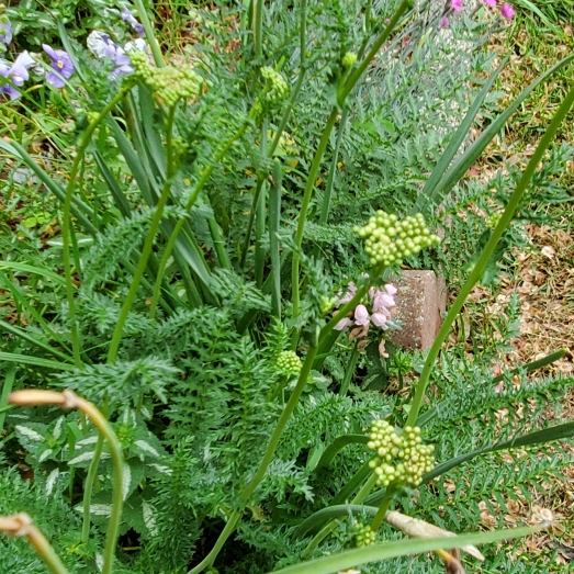 Plant image Filipendula ulmaria syn. Spiraea ulmaria