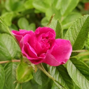 Rosa rugosa 'Hansa'