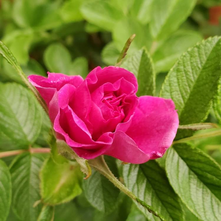 Plant image Rosa rugosa 'Hansa'