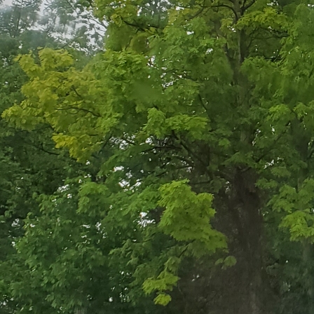 Plant image Quercus alba