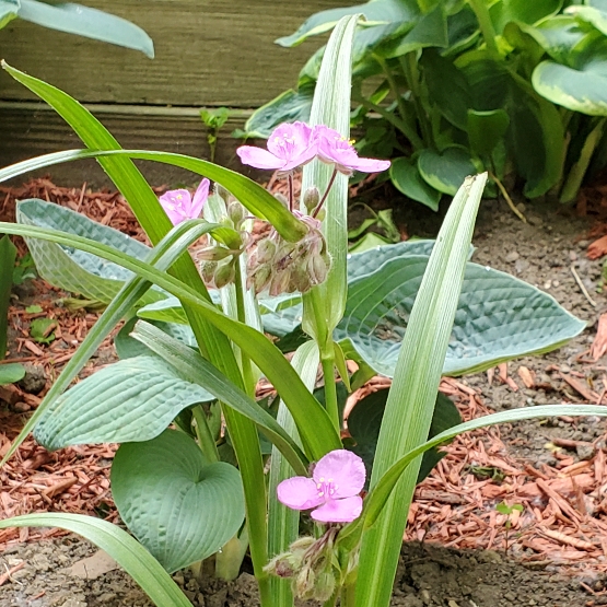 Plant image Tradescantia virginiana