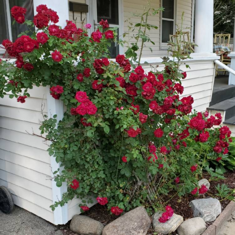 Plant image Rosa 'Dr. Huey' syn. Rosa 'Dr. Robert Huey', Rosa 'Shafter'