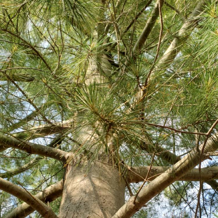 Plant image Pinus strobus