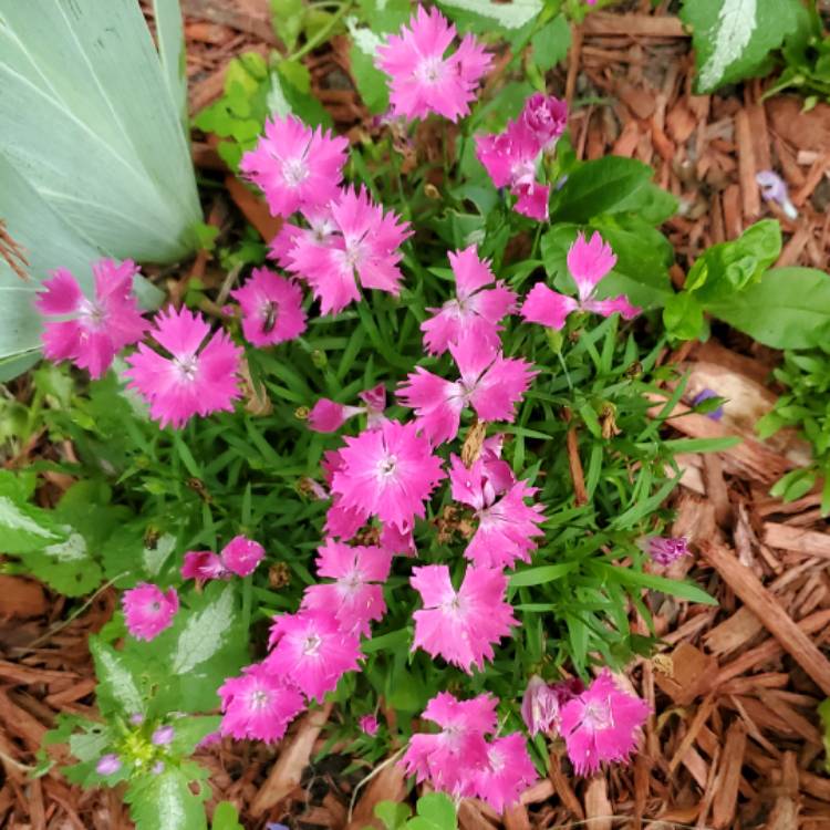 Plant image Dianthus 'Kahori'