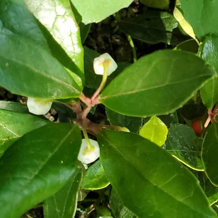 Plant image Gaultheria Procumbens