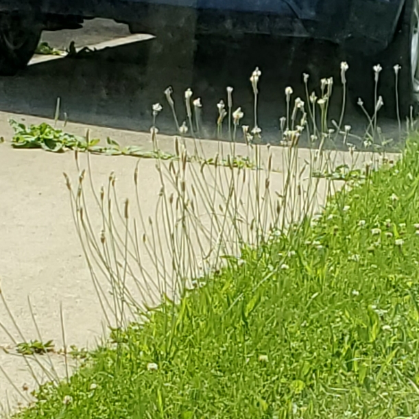 Plant image Plantago lanceolata