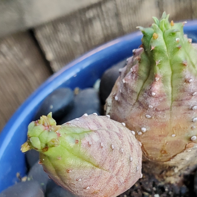 Plant image Euphorbia globosa