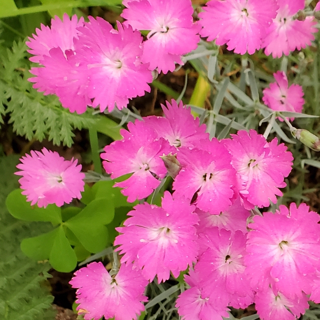 Plant image Dianthus gratianopolitanus 'Cheddar Pink'