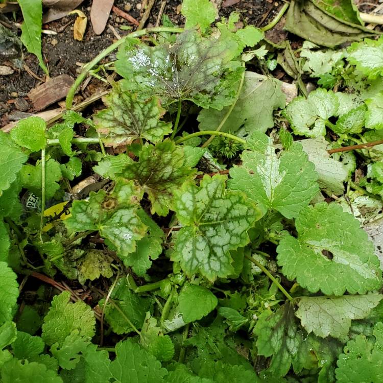 Plant image Heuchera 'Dales Strain'