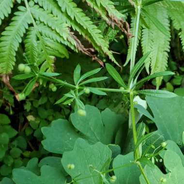 Galium Verum