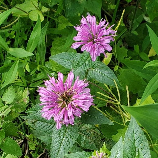 Plant image Monarda didyma 'Sugar Buzz® Blue Moon'