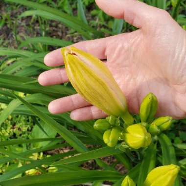 Hemerocallis