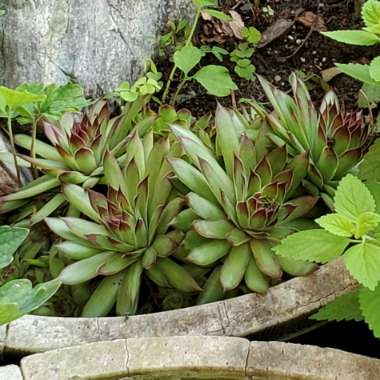 Sempervivum Standard Green