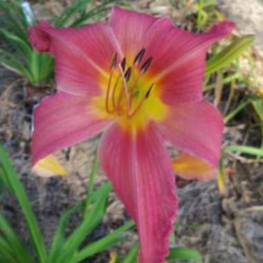 Hemerocallis