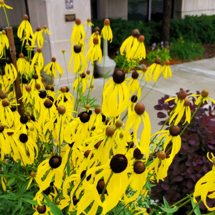 Plant image Ratibida columnifera